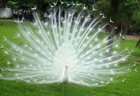 Tanzen weiße Pfau Diamond Painting - Diamond Painting