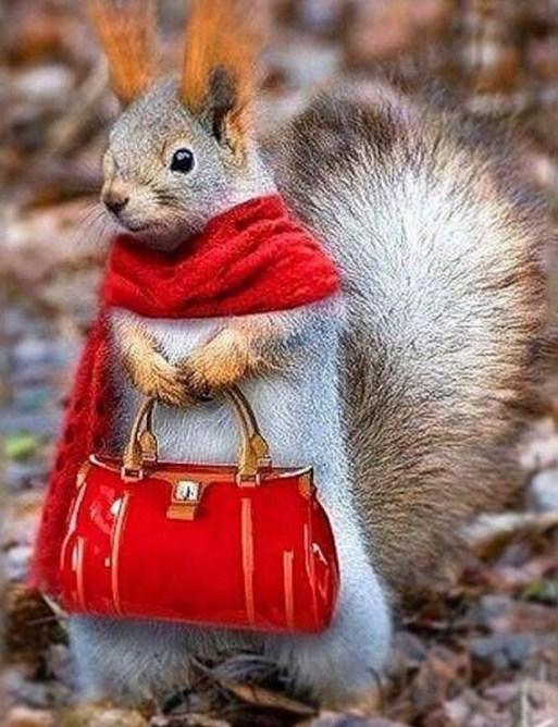 Lady Squirrel - Diamant Malerei-Kit - Diamond Painting