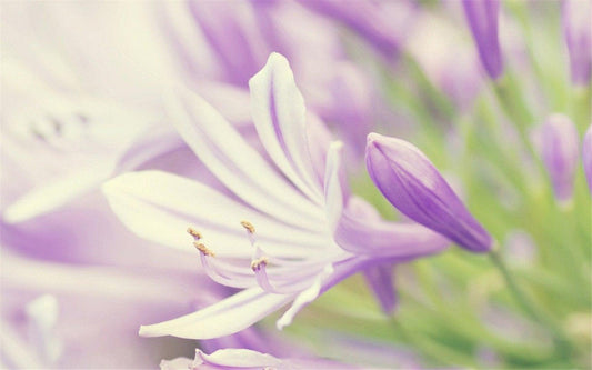 Lavendel-Blume Nahaufnahme - Diamond Painting