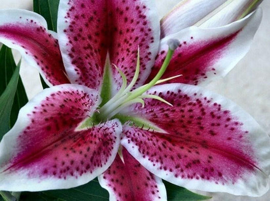 Lily Nahaufnahme - malen mit Diamanten - Diamond Painting