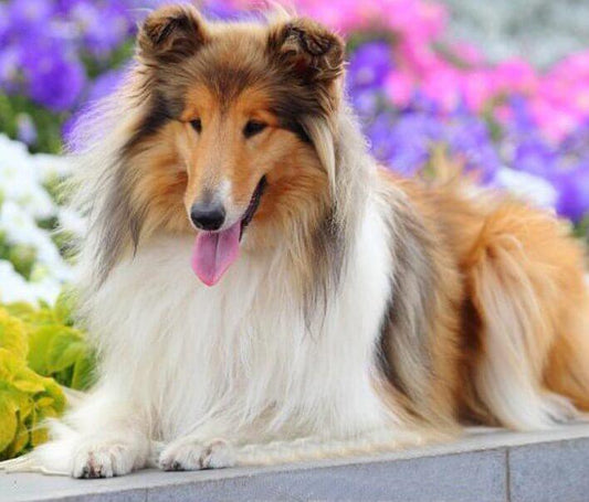 Rough Collie Diamond Painting - Diamond Painting