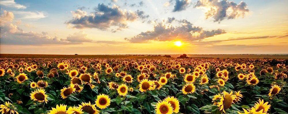 Diamond Painting Sonnenblumen