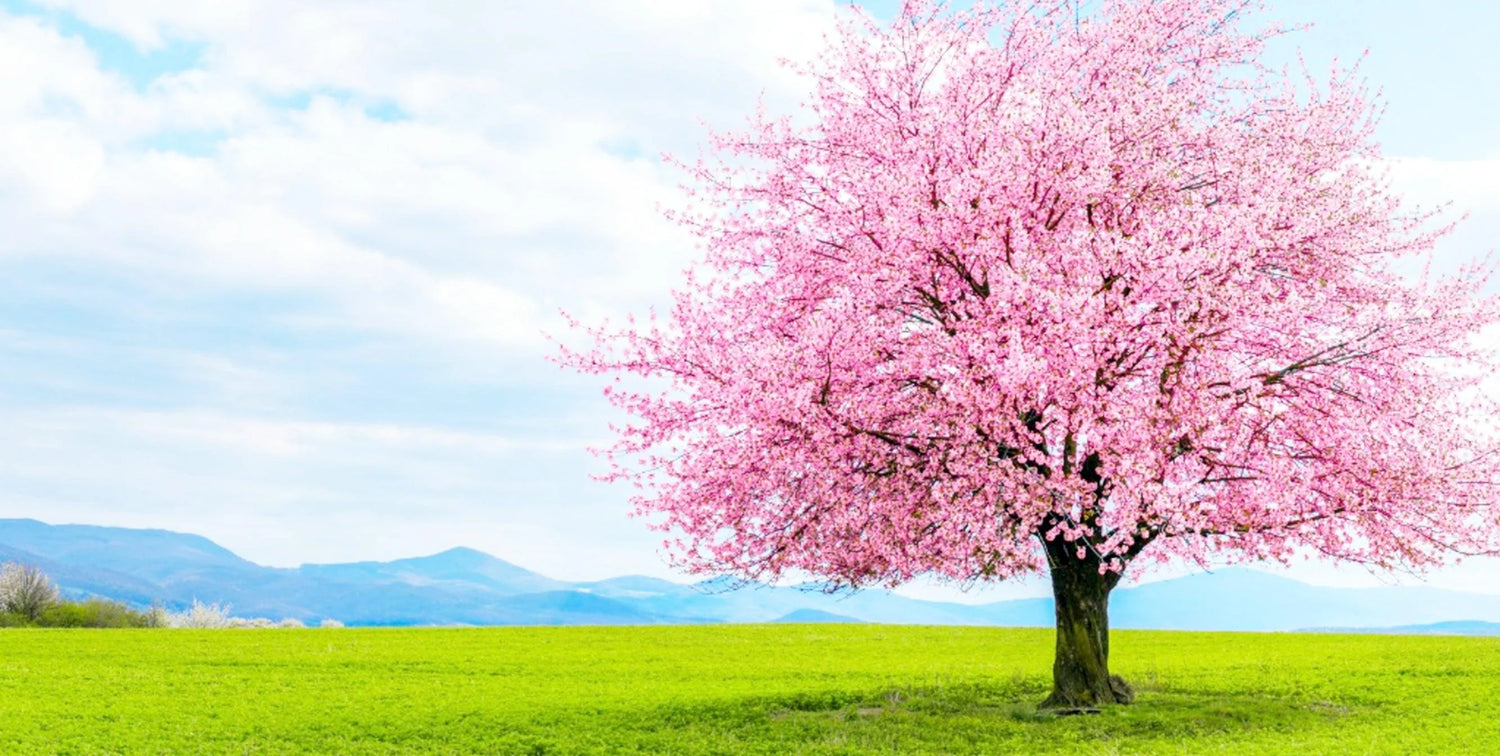 Diamond Painting Natur