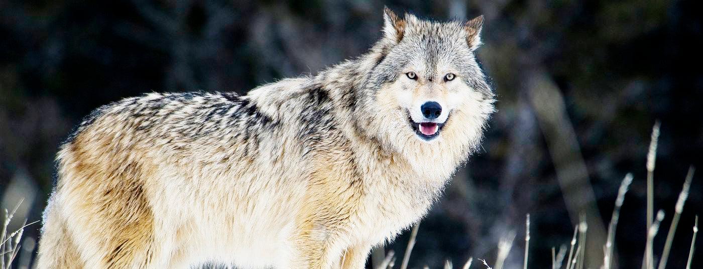 Diamond Painting Wolf