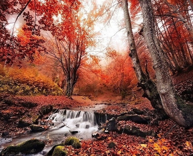 Diamond Painting Wald