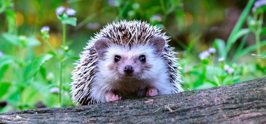 Diamond Painting Igel