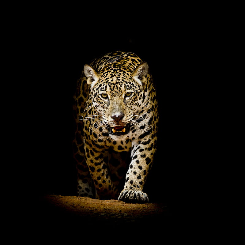Diamond Painting Leopard