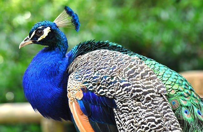 Diamond Painting Pfau