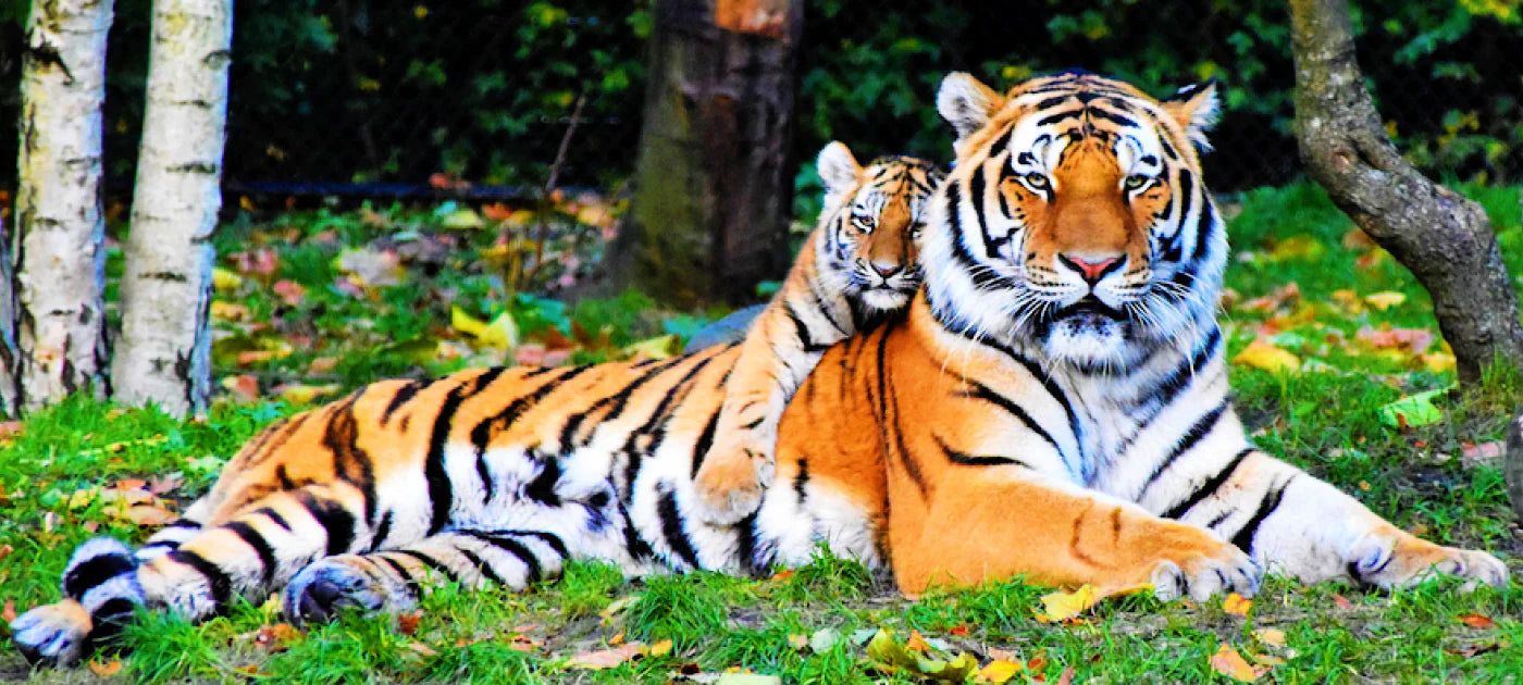 Diamond Painting Tiger