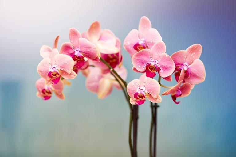 Diamond Painting Orchideen