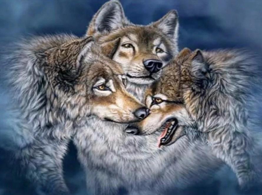 Alaskan Tundra Wölfe Diamond Painting - Diamond Painting