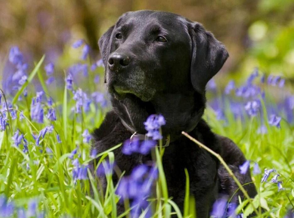 Schwarzer Labrador in grünen Feldern - Diamond Painting
