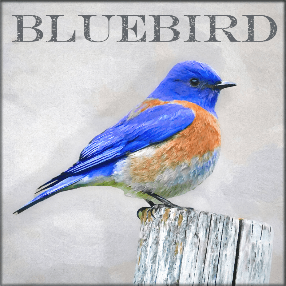 Blauer Vogel - Kunst des Denise Dundon - Diamond Painting
