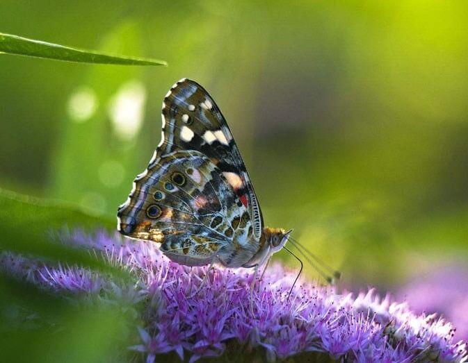 Schmetterling Nahaufnahme Malerei - Diamond Painting