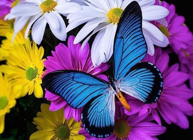 Schmetterling voller Bohrer Malerei Kit - Diamond Painting