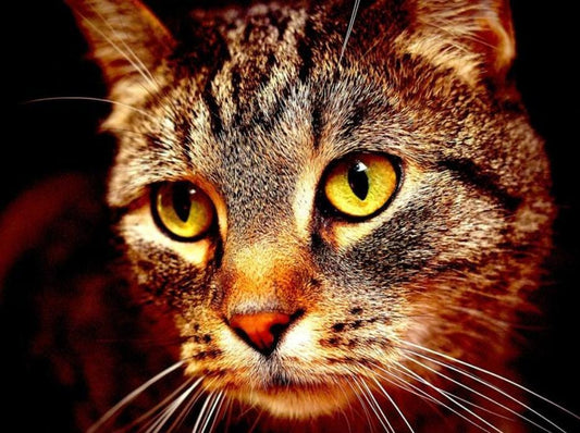 Katzengesicht Nahaufnahme DIY Malerei Kit - Diamond Painting