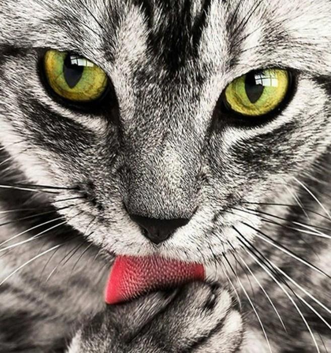 Katze lecken Pfote DIY Malerei - Diamond Painting