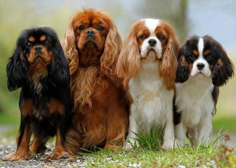 Cavalier King Charles Spaniel Welpen - Diamond Painting