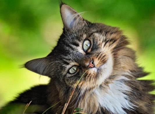 Nette Katze, die seitwärts schaut - Diamond Painting