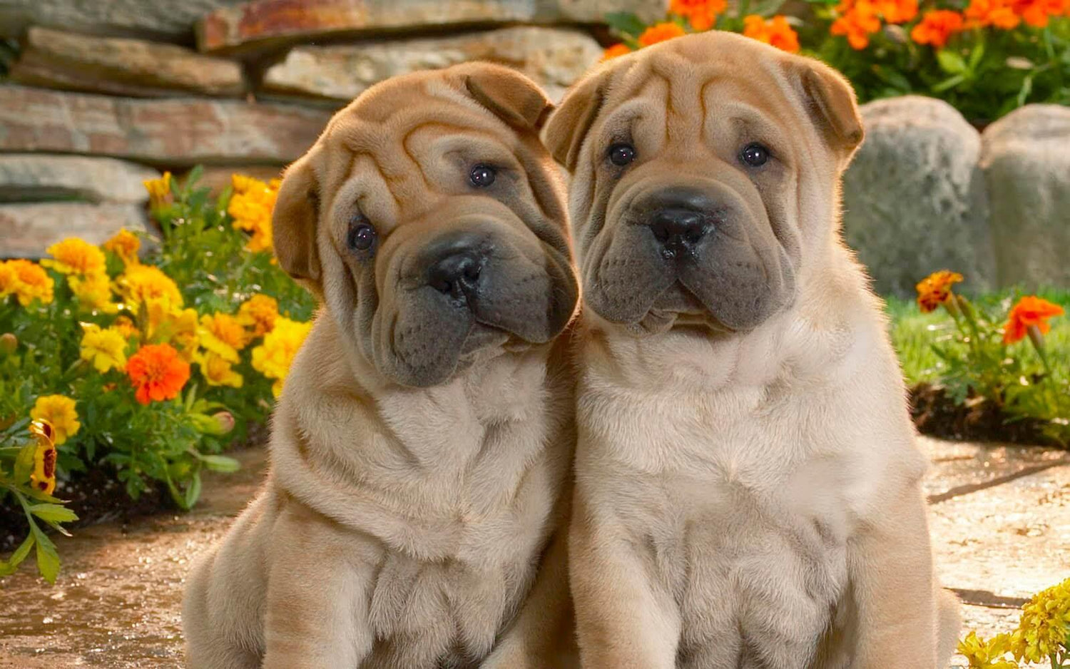 Nettes Hundepaar - Shar Pei Rasse - Diamond Painting