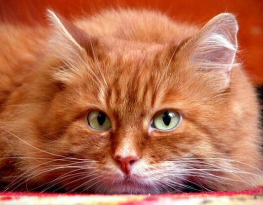 Niedliche orange Katze Diamond Painting - Diamond Painting