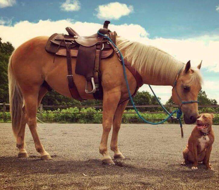 Hund & Pferd Malerei Kit - Diamond Painting