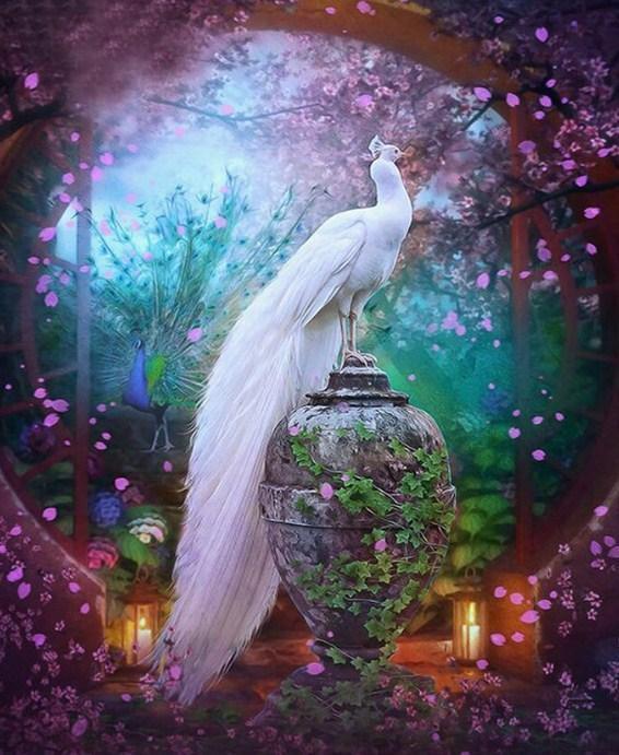 Eleganter weißer Pfau - Diamond Painting