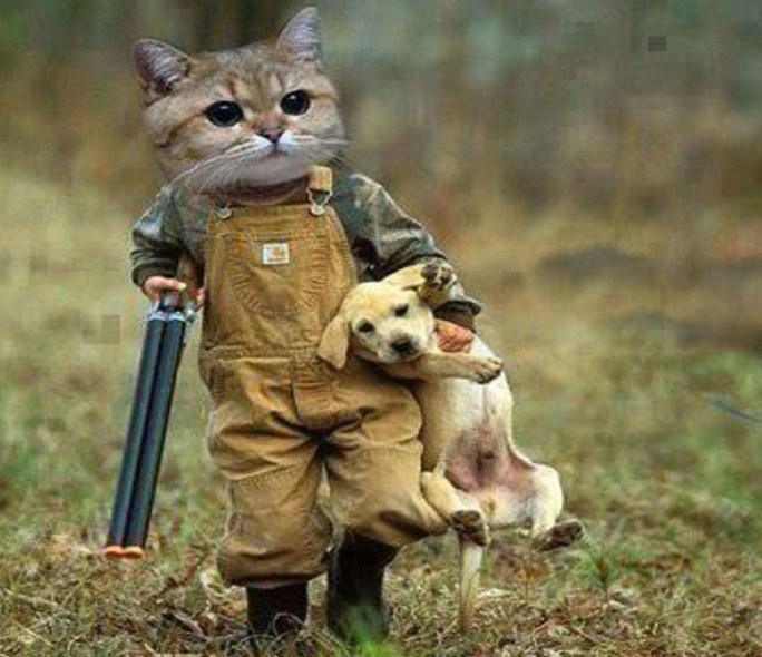 Lustiges Katzen- und Hunde Malerei-Kit - Diamond Painting
