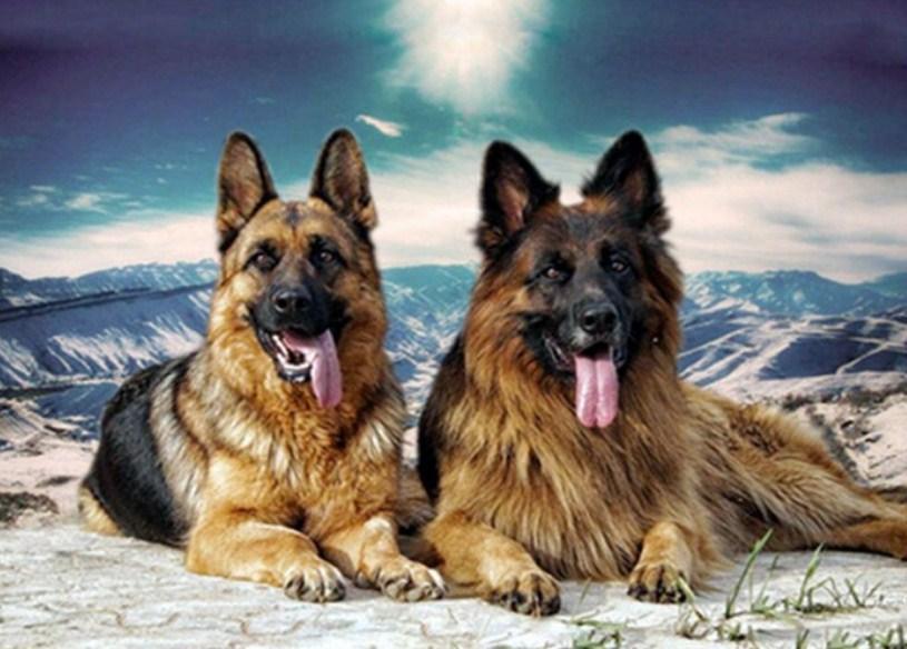Deutsches Schäferhund-Paar - Diamond Painting