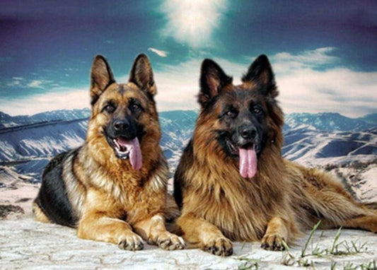 Deutsches Schäferhund-Paar - Diamond Painting