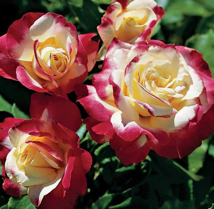 Wunderschöne Rosen Diamond Painting Kit - Diamond Painting
