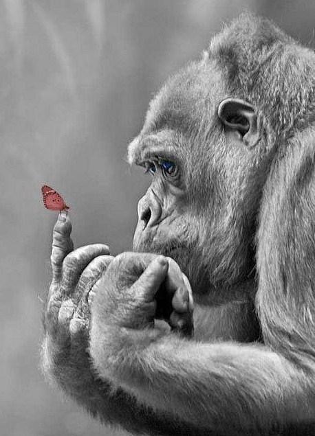 Gorilla und Schmetterling Malerei Kit - Diamond Painting