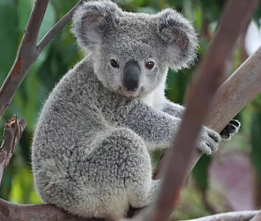 Grauer Koala Diamond Painting - Diamond Painting