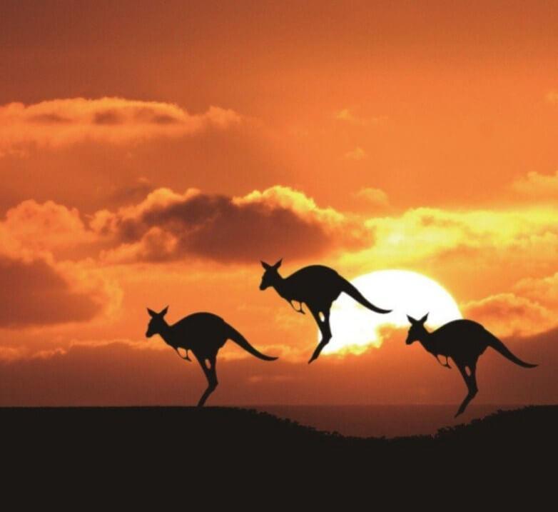 Kängurus & Sonnenuntergang Diamantmalerei - Diamond Painting