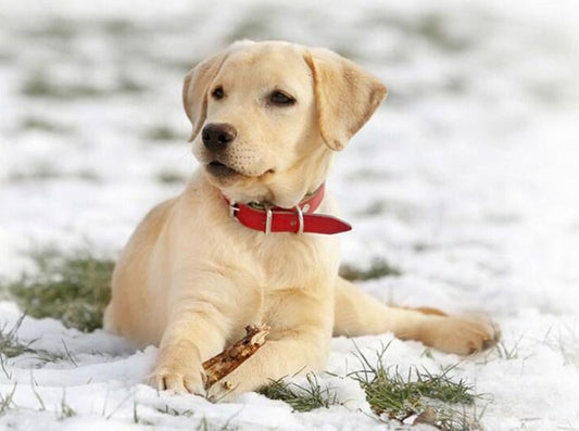 Labrador Welpe im Schnee - Diamond Painting