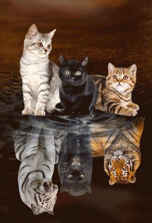 Kleine Katzen träumen große Diamond Painting - Diamond Painting