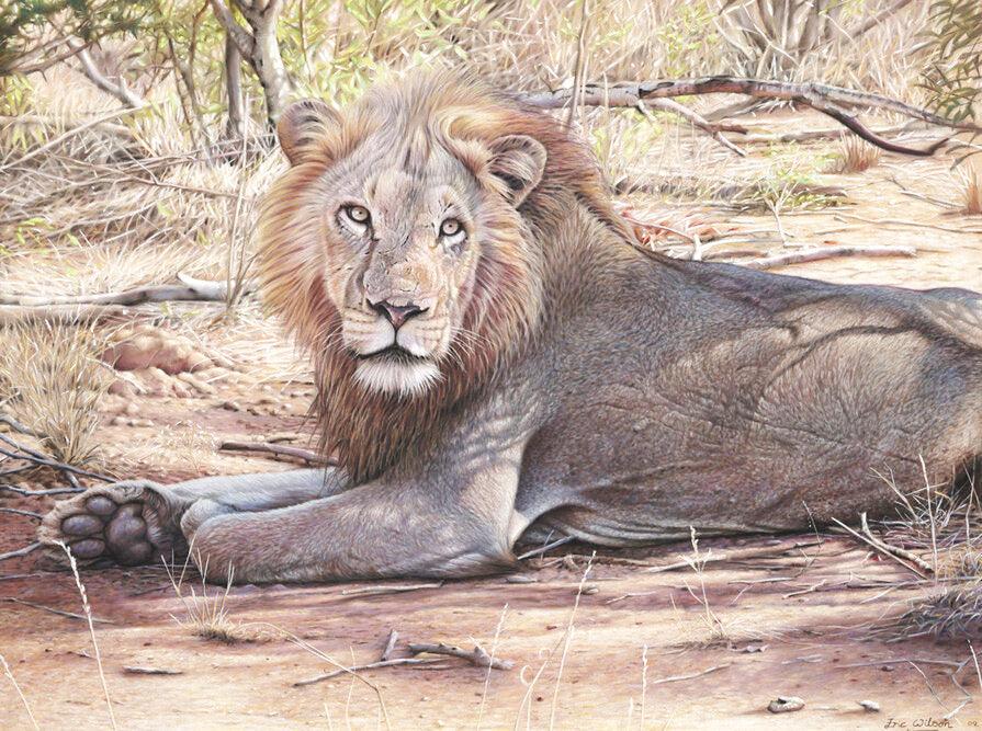 Ngala -  Kunst des Eric Wilson - Diamond Painting
