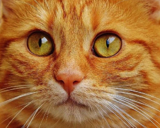 Orange Tabby Katze Diamond Painting - Diamond Painting
