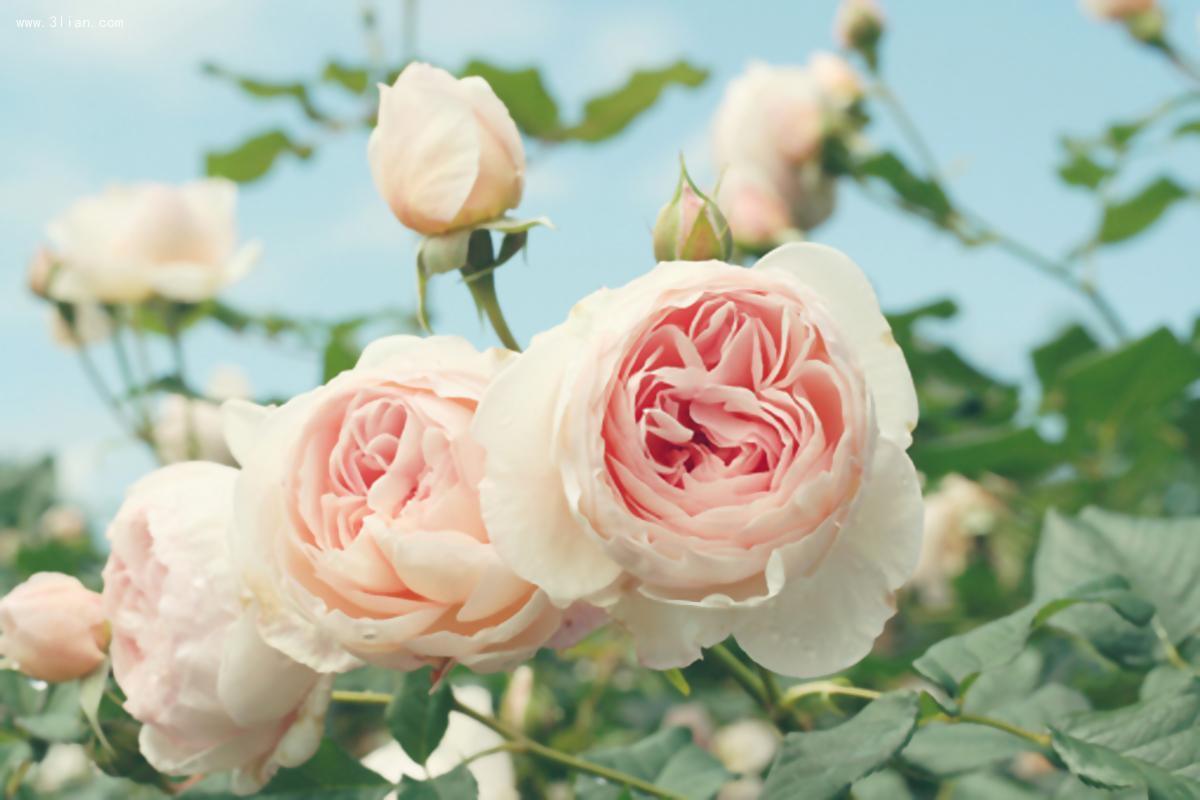 Rosa Rosengarten Diamond Painting - Diamond Painting