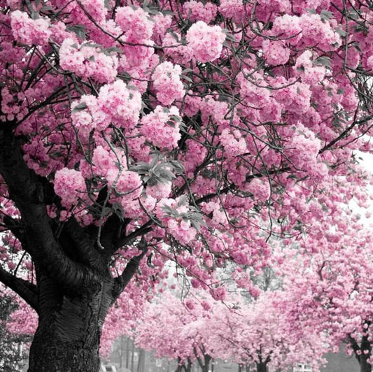 Rosa Baum Diamond Painting Kit - Diamond Painting