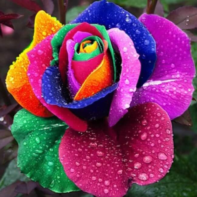Regenbogenblume Diamond Painting - Diamond Painting
