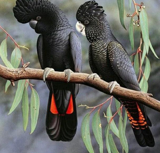 Schwarzes Kakadu-Haustier mit rotem Schwanz - Diamond Painting