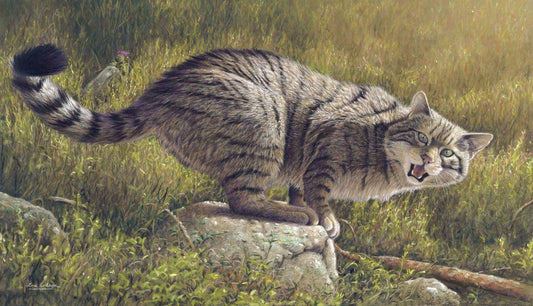 schottische Wildkatze - Kunst des Eric Wilson - Diamond Painting
