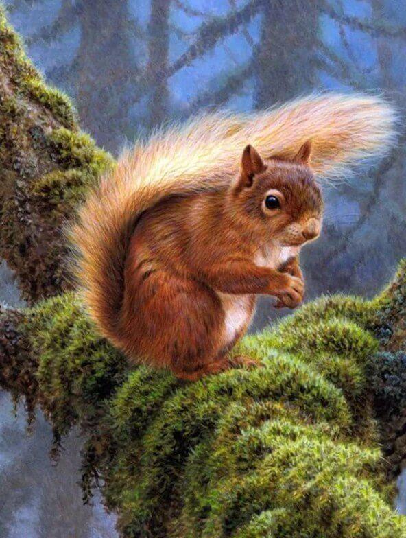 Eichhörnchen im Wald - Diamond Painting
