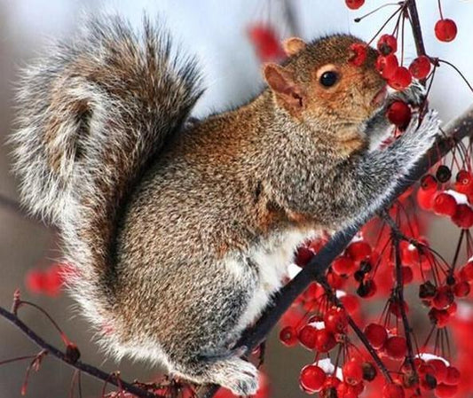 Eichhörnchen auf Baum Diamond Painting - Diamond Painting