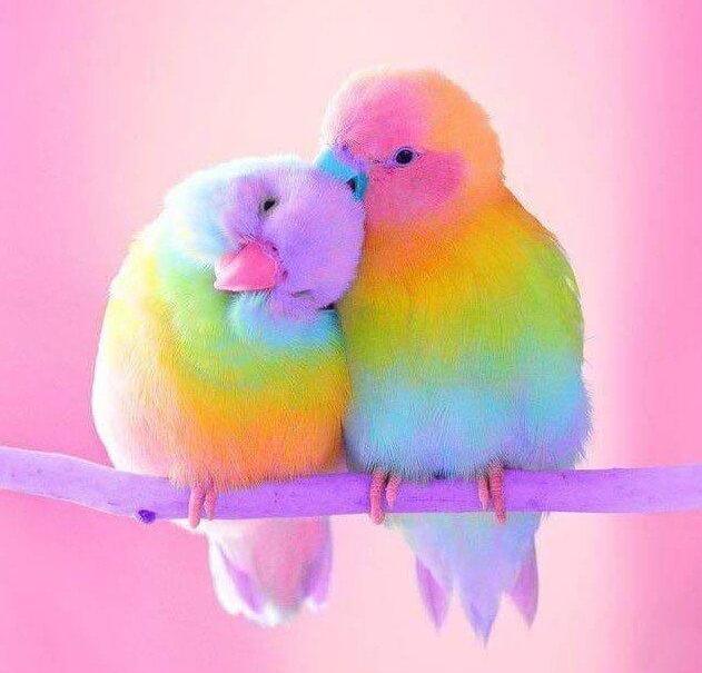 Sweet Birds Diamantmalerei - Diamond Painting