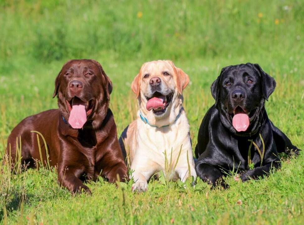 Drei Labrador Retriever - Malen mit Diamanten - Diamond Painting