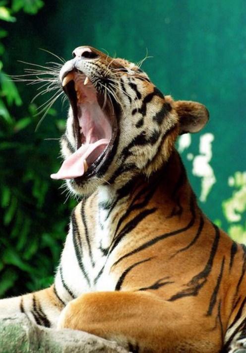 Gähnender Tiger - Diamond Painting Kit - Diamond Painting