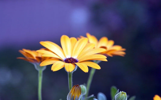 Gelbe Gerbera-Blume Nahaufnahme - Diamond Painting