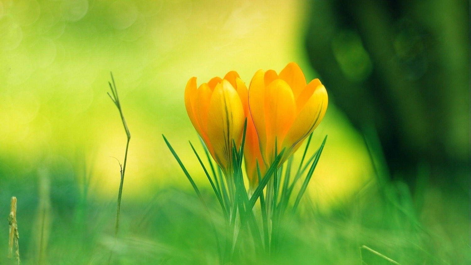 Gelbe Tulpen im Garten - Diamond Painting